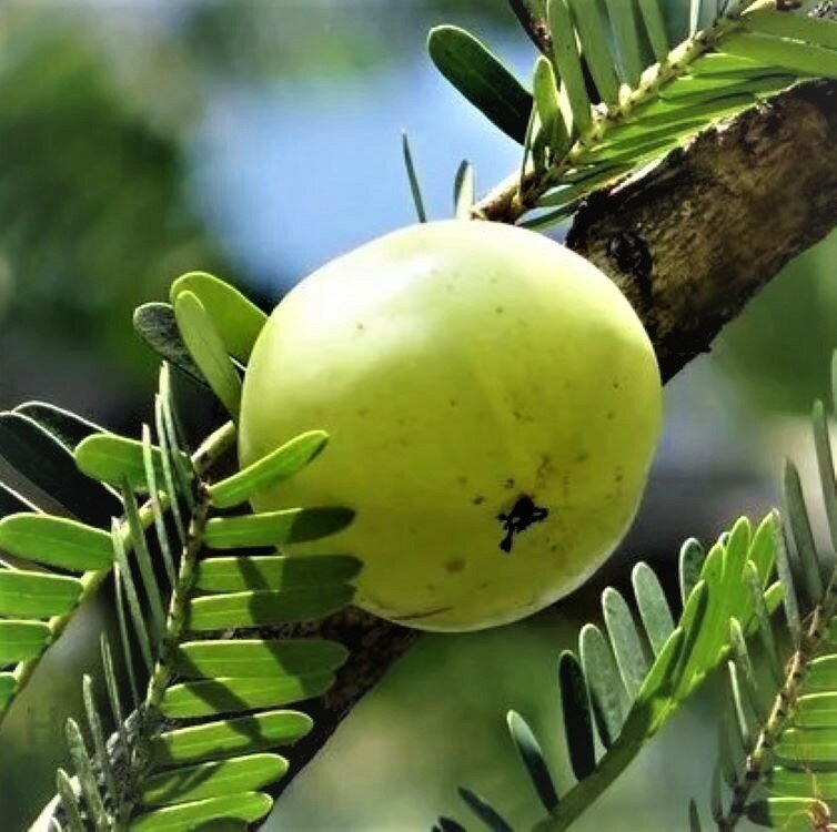 Семена Орешка Амла (Индийский крыжовник Миробалан серый Амалаки) 10 шт.