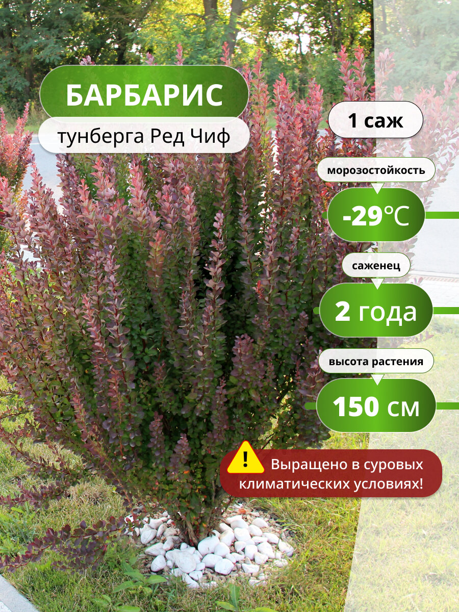 Барбарис тунберга Ред Чиф (Red Chief) / саженец барбариса, декоративный