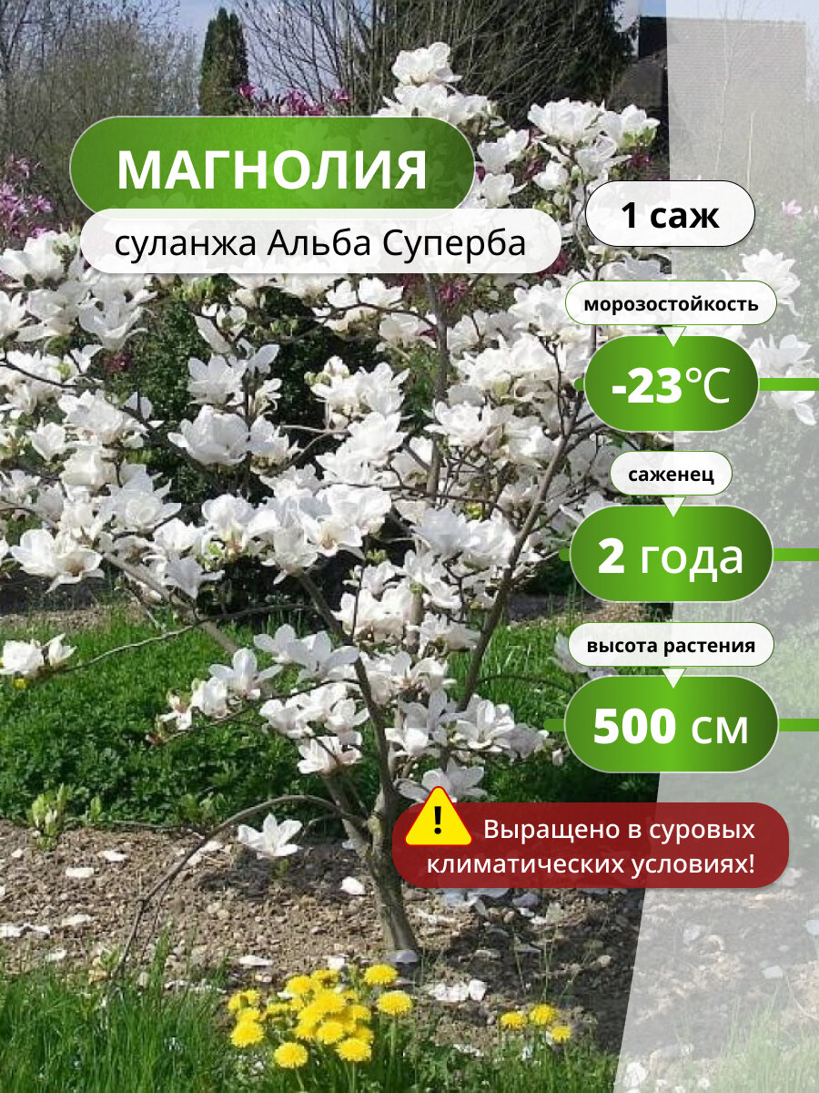 Магнолия cуланжа Альба Суперба магнолии цветущие ароматные