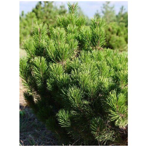 Семена Сосна горная муго (Pinus mugo), 20 штук сосна горная пумилио pinus mugo pumilio зкс 4 х летний саженец 40 60 см 2 шт