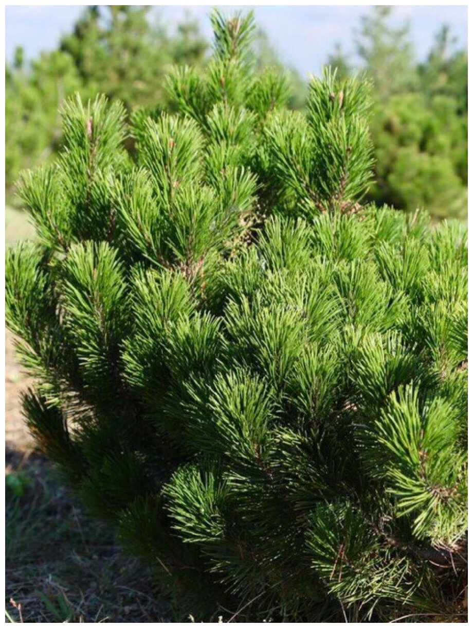 Семена Сосна горная муго (Pinus mugo) 20 штук