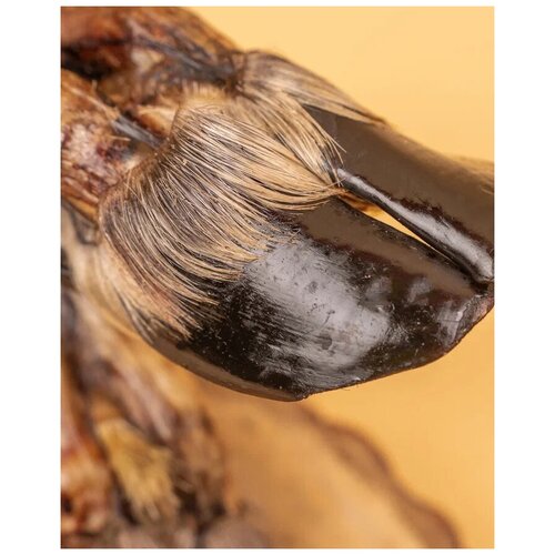 Копыто Северного оленя с мехом мастер-шеф