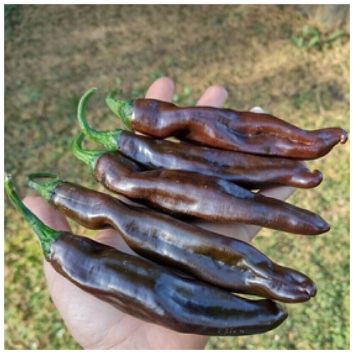 Семена Орешка Перец острый Ethiopian Brown 5 шт.