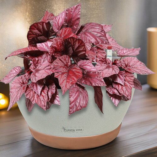 Кашпо для цветов суккулентов кактусов с автополивом пластиковое PLANTA VITA Round Stone grey горшок настольный для декора D28xH12 см