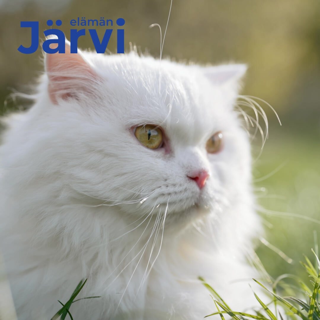 Сухой корм Jarvi полнорационный для стерилизованных кошек и кастрированных котов, Индейка 1,5 кг — фото 1