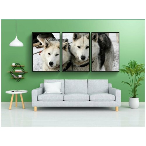фото Набор модулных постеров для интерьера "собака, лайка, хаска" 60x90 см. в тубусе, без рамки lotsprints