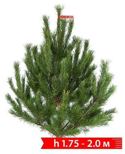 Живая елка срезанная. Русская сосна 175 — 20 м