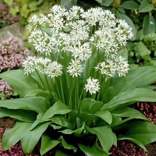Черемша - Колба (лат. Allium ursinum) семена 35шт + подарочек