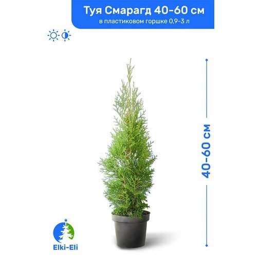 Туя западная Смарагд 40-60 см в пластиковом горшке 0,9-3 л, саженец, хвойное живое растение туя западная смарагд 60 80 см в пластиковом горшке 1 5 3 л саженец хвойное живое растение