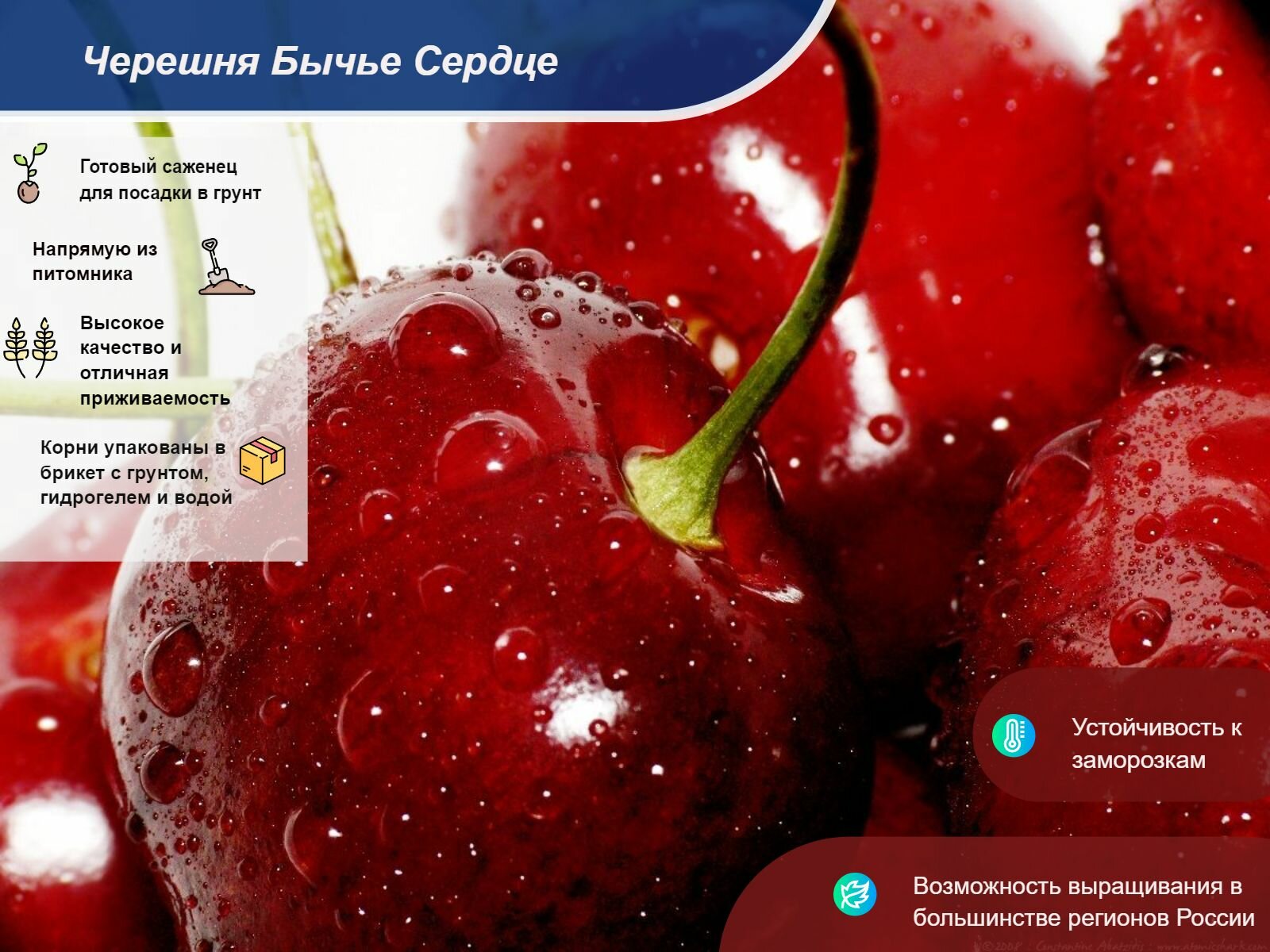 Черешня Бычье сердце