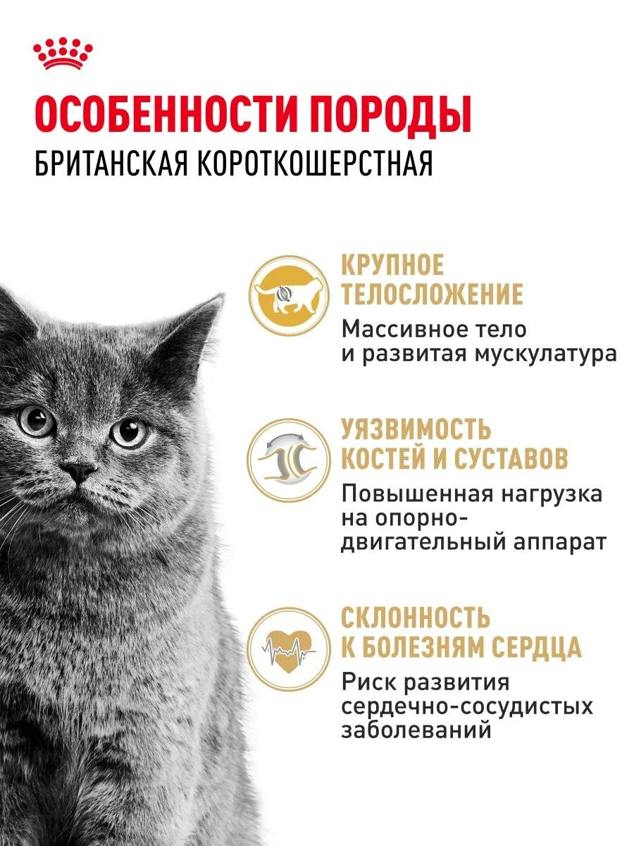 Сухой корм ROYAL CANIN для кошек британская короткошерстная 2 кг — фото 1