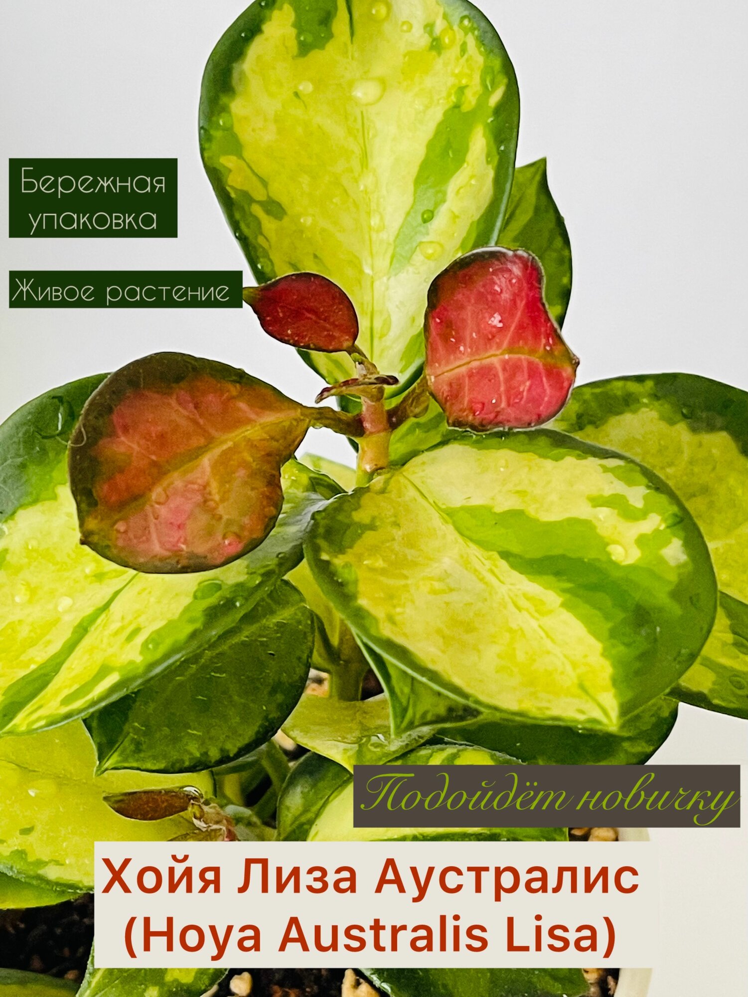 Хойя Лиза Аустралис (Hoya Australis Lisa)