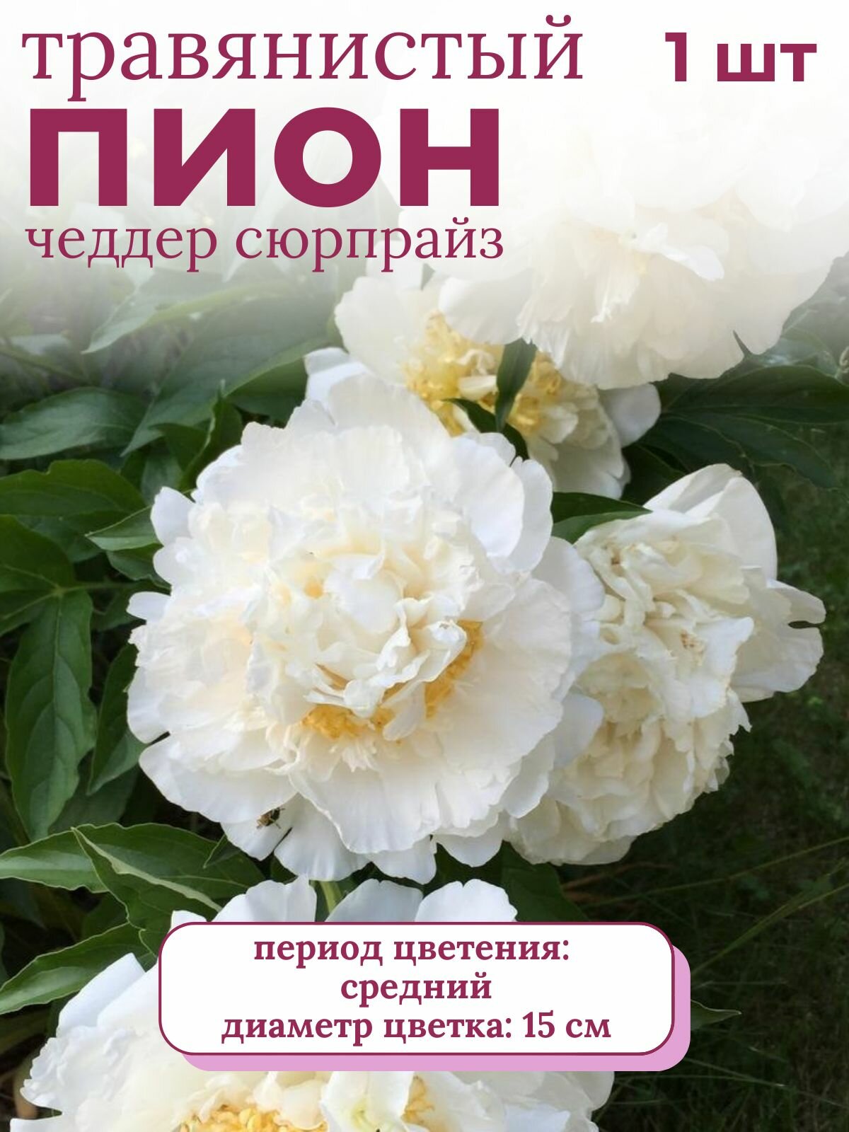 Пион травянистый многолетние цветы 1 шт