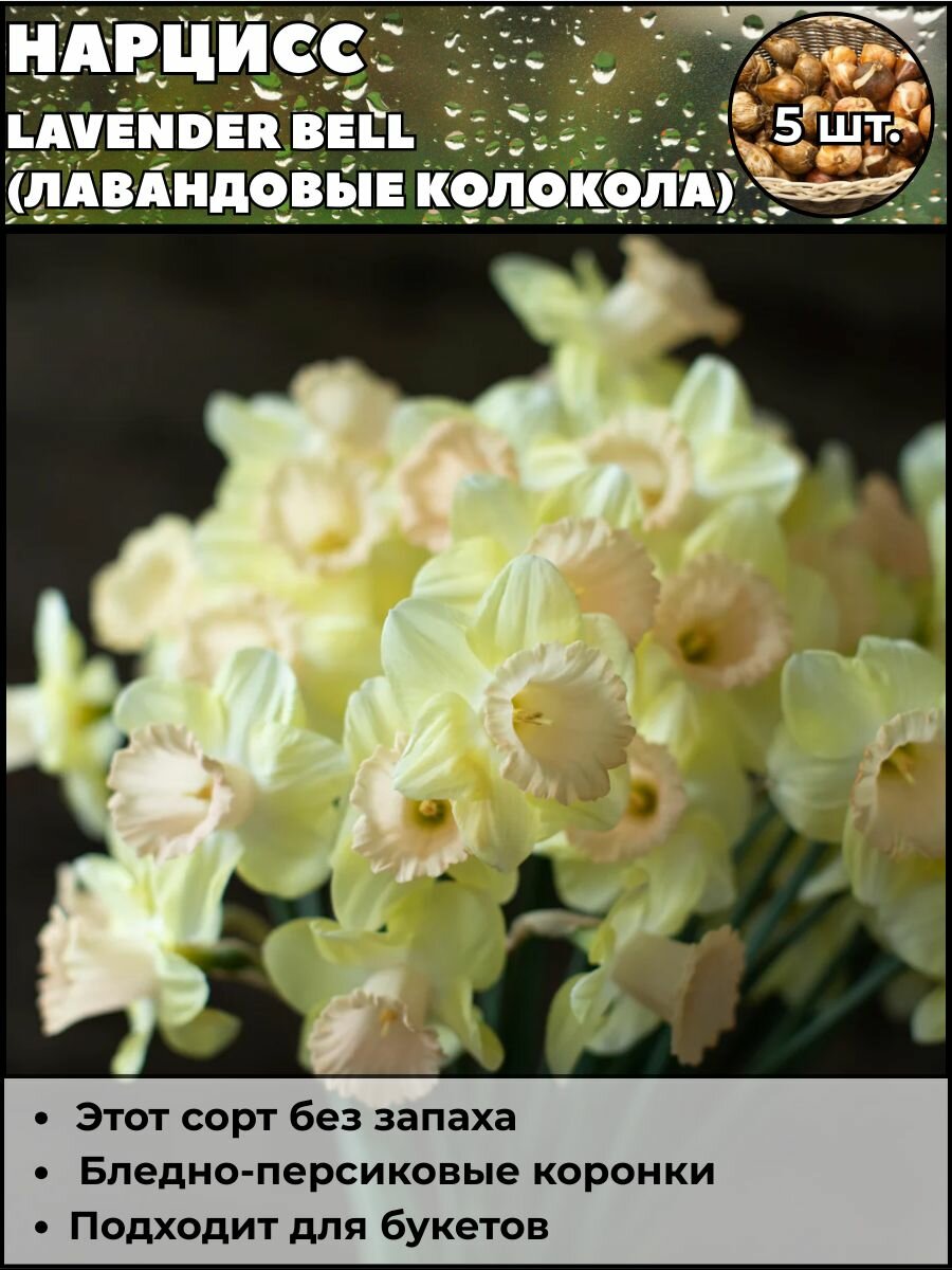 Нарцисс Лавандовые колокола луковицы 5 штук