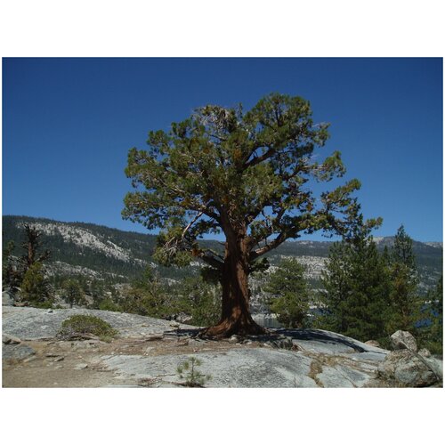 Можжевельник западный (лат. Juniperus occidentalis) Ягоды 5 шт или семена 25шт + подарочек каркас западный лат celtis occidentalis семена 25шт подарочек