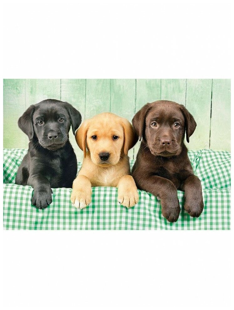 Сухой корм или натуральная пища?