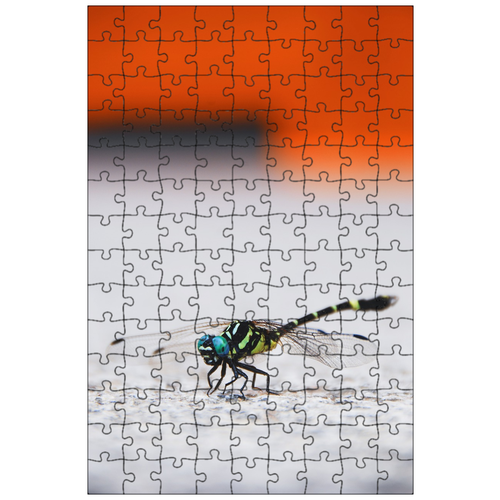 фото Магнитный пазл 27x18см."стрекоза, насекомое, крыло" на холодильник lotsprints