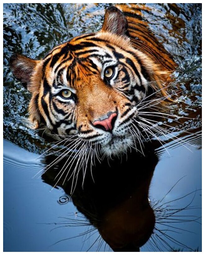 Алмазная мозаика Colibri Тигр в воде 40х50 см