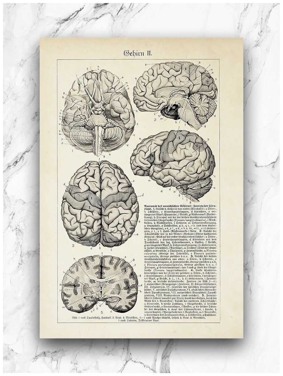 Картины для интерьера на холсте 40х60 см/ Головной мозг / Анатомия