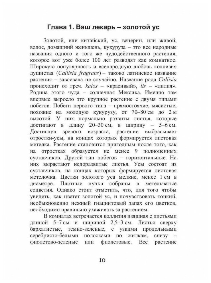 Золотой ус против гриппа и простуды - фото №2