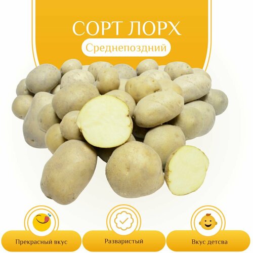 Картофель семенной лорх (суперэлита) (4 кг) Хранение, пюре, жарка, запекание