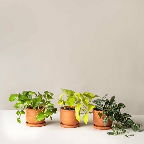 Plants set 05 зеленый