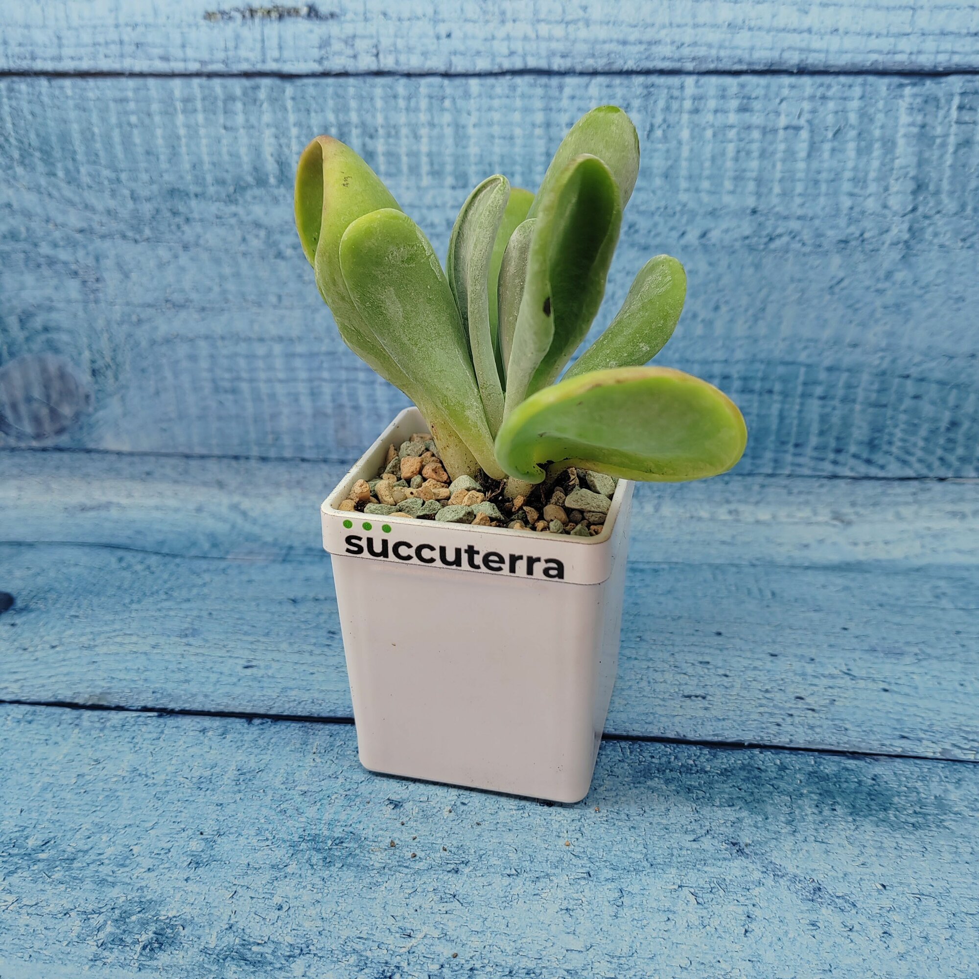 Суккулент Kalanchoe Thyrsiflora Oricula (Каланхоэ). Диаметр горшка 5 см. Субстрат Succuterra Classic и фирменный горшочек в комплекте.