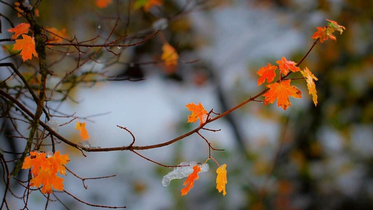 Картина на холсте 60x110 Альянс Лес "Природа листва осень ветка капли" на подрамнике / интерьер/ декор