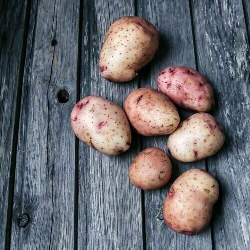 Картофель семенной сорт Аврора (ранний) 5 кг - фотография № 2