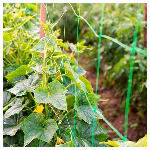 Шпалерная сетка для огурцов и вьющихся растений "Interlok" (размер 2 м х 10 м) - фотография № 15