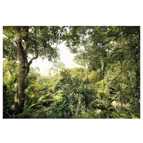 Фотообои флизелиновые KOMAR Джунгли 368х248 см ШхВ 7980₽