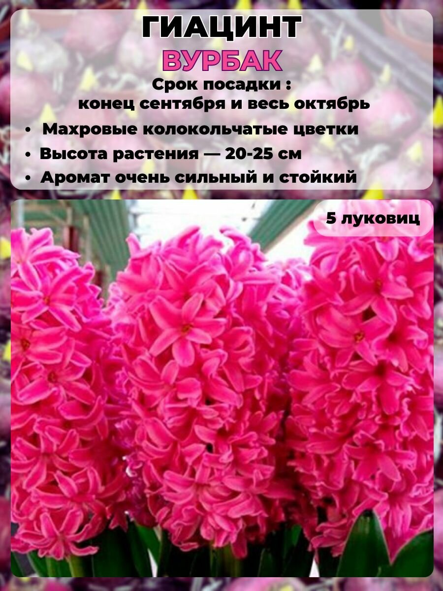 Гиацинт луковицы 5 штук