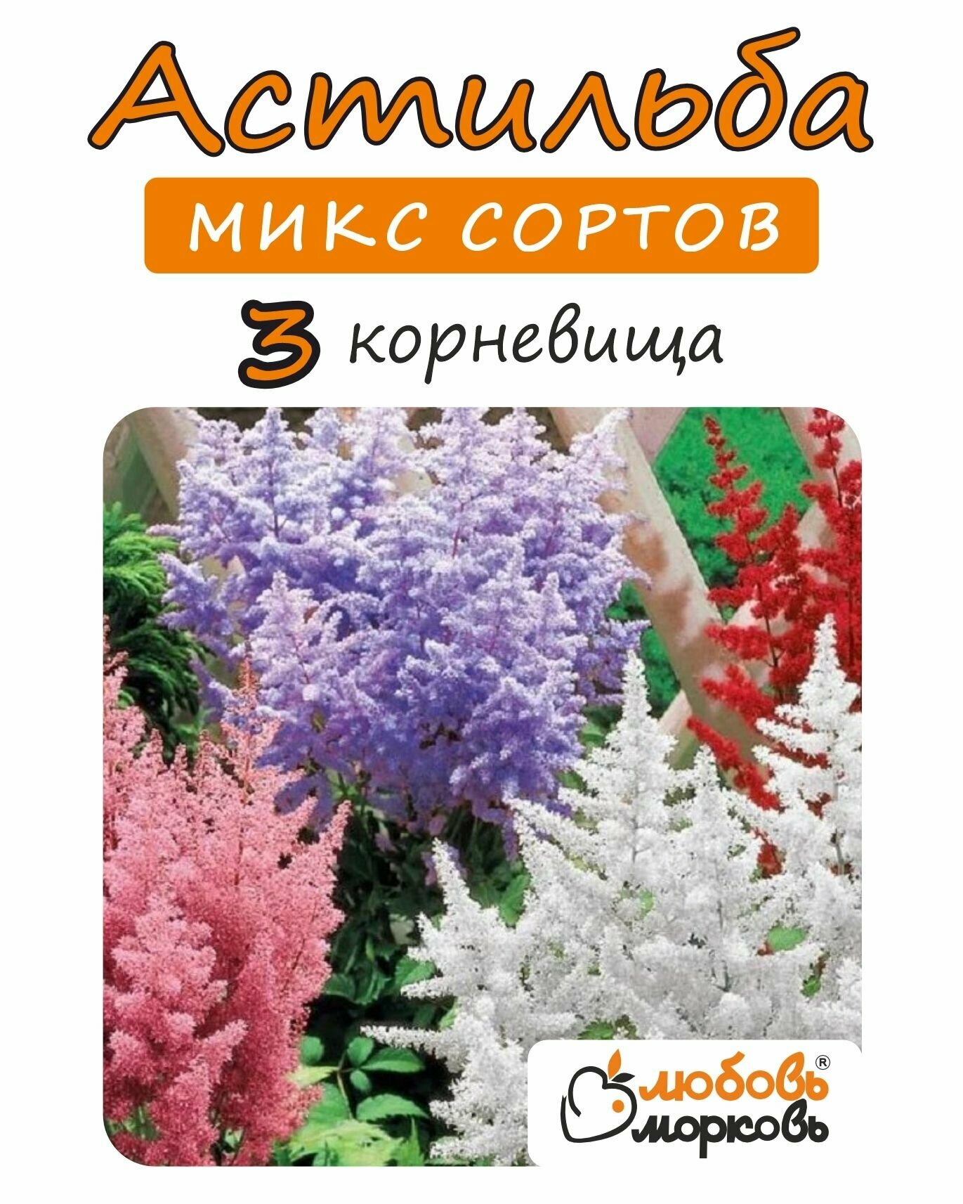 Астильба микс корневище 3шт