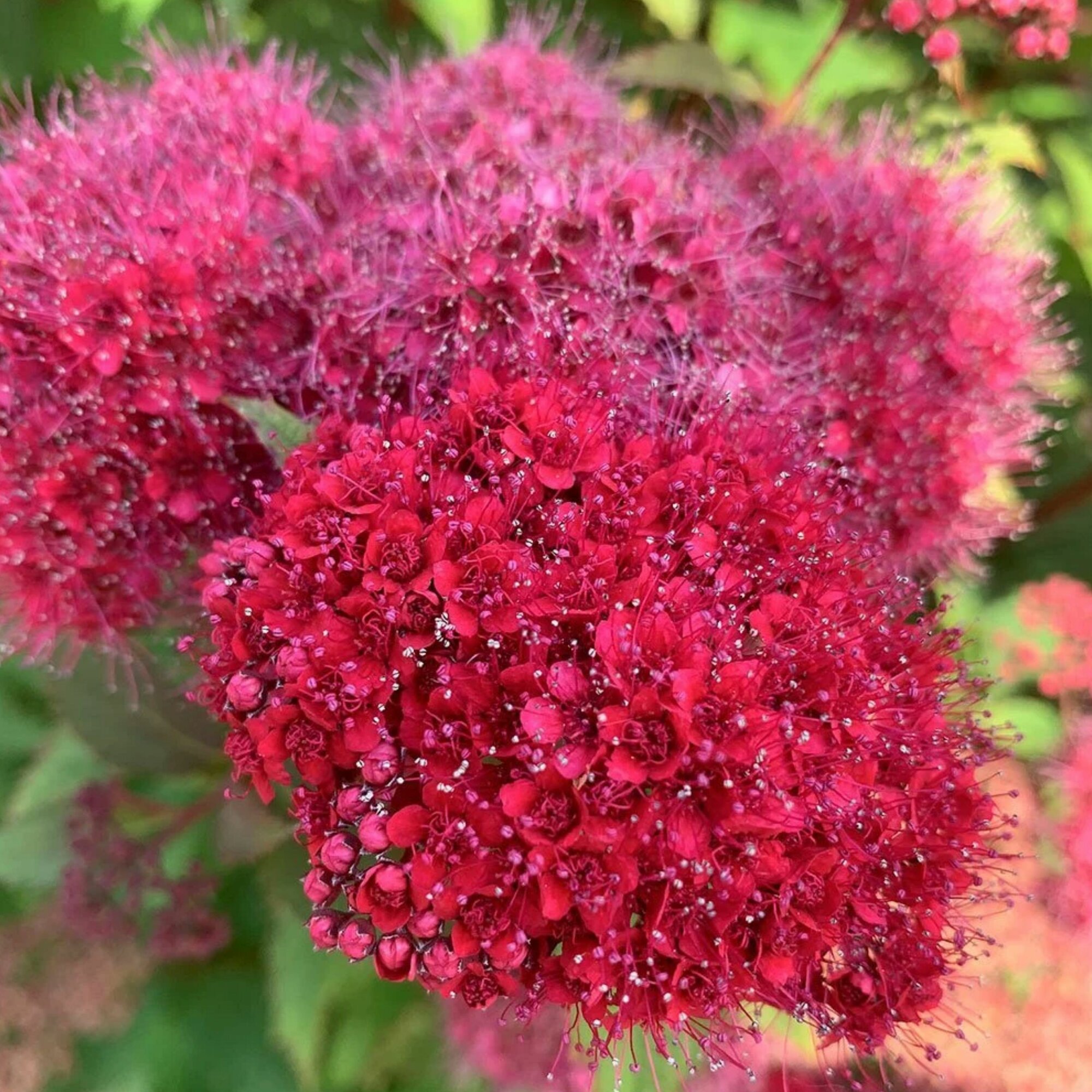 Спирея ремонтантная Duble play Duzy в горшке 05 л