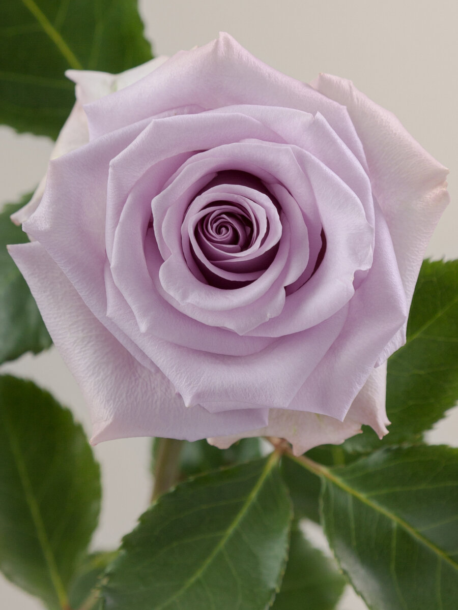 Роза чайно-гибридная "Песня Океана" многолетняя сиреневый50см