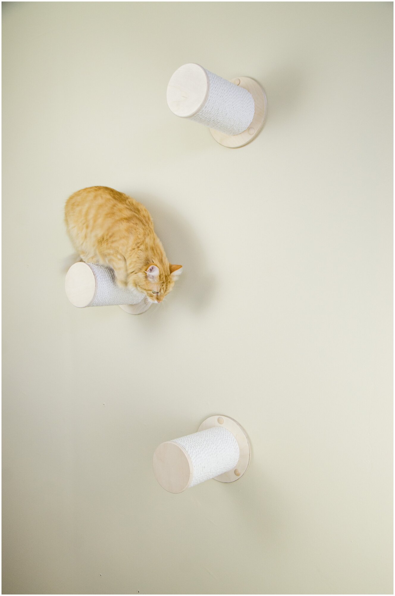 Когтеточка настенная круглая для кошек - фотография № 3