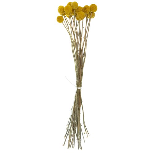 Краспедия/Billy button/шаровидные сухоцветы для декора Краспедия размера S/M натуральная (желтая)