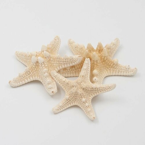 Морская звезда набор 12 шт 7 10 см натуральный раковины розовый раковины коралловый морской улитки морская звезда свадебные домашние аквариумные украшения