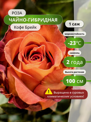 Изображение товара Роза чайно-гибридная Кофе Брейк (Coffee Break) розы, многолетняя