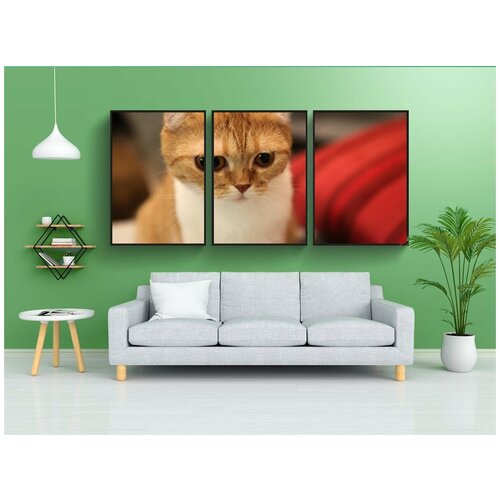 фото Набор модулных постеров для интерьера "кошка, шотландская вислоухая, шотландский" 60x90 см. в тубусе, без рамки lotsprints
