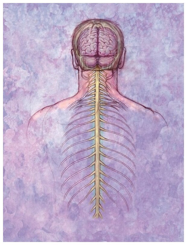 Нервы картинки человека - Фото подборки