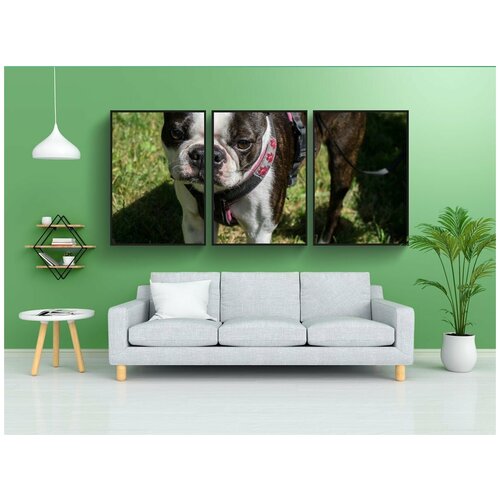 фото Набор модулных постеров для интерьера "собака, бостон терьер, домашнее животное" 60x90 см. в тубусе, без рамки lotsprints