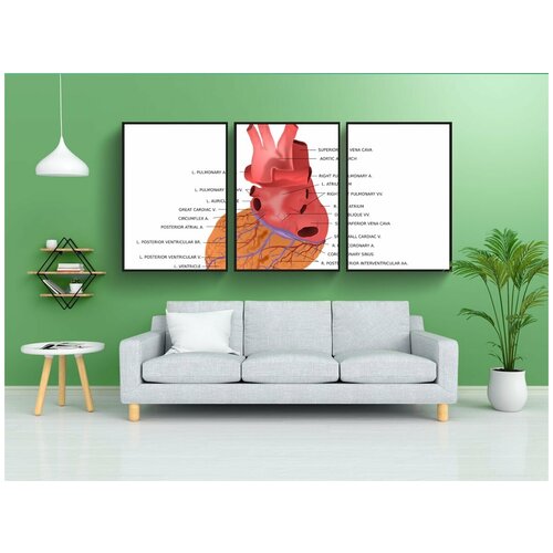 фото Набор модулных постеров для интерьера "сердце, желудочек, орган" 60x90 см. в тубусе, без рамки lotsprints