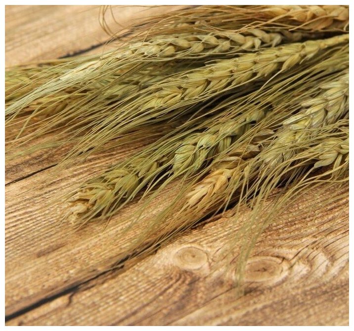 Сухой колос пшеницы (набор 20 шт)