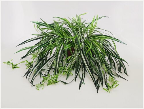 Изображение товара Искусственное растение Хлорофитум в вазоне от бренда Holodilova