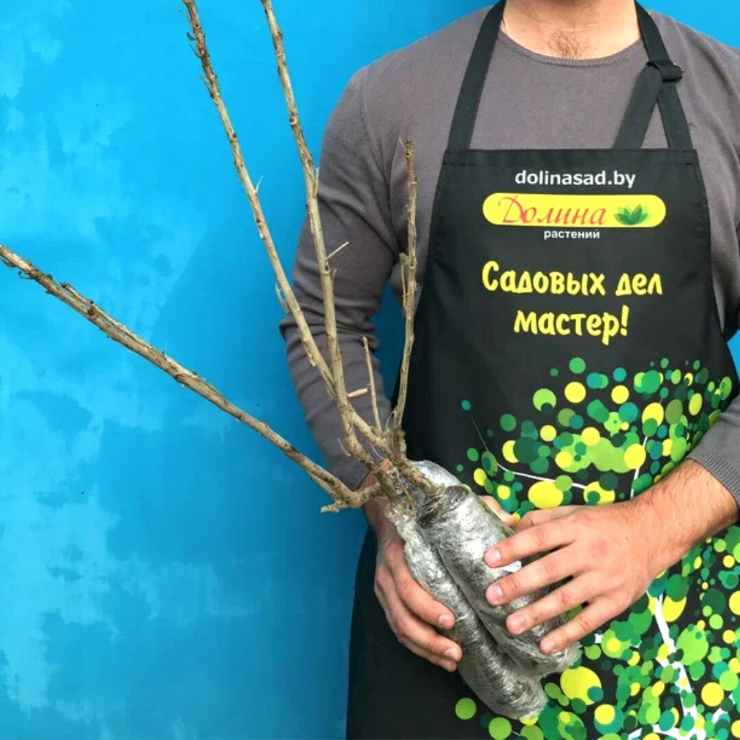 Саженцы Смородина Красная Андрейченко (1 саженец)