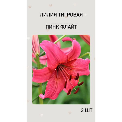 Лилия Пинк Флайт, луковицы многолетних цветов лилия пинк флайт 1 уп 2 шт