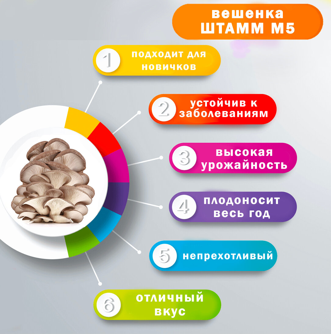 Мицелий Мицелий вешенки зерновой, семена грибов (штамм М5) - 2 кг