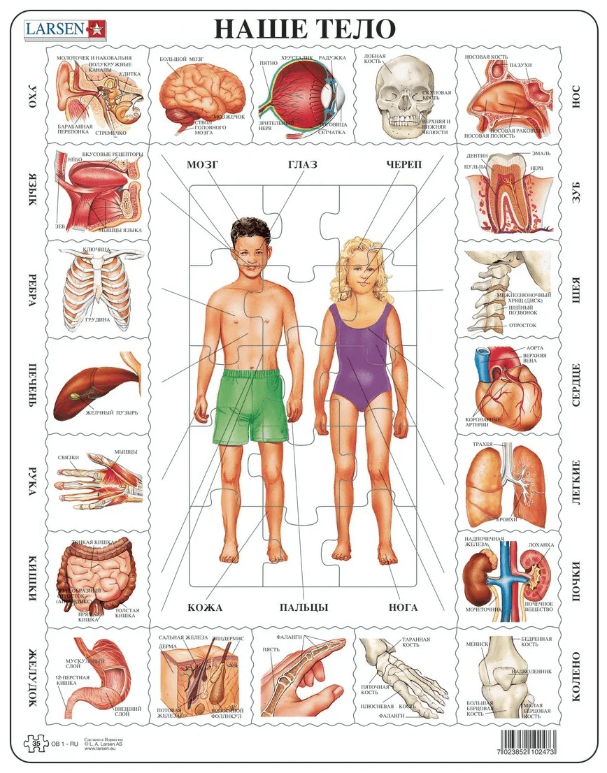 Пазл Larsen "Наше тело", русский, 35 деталей OB1