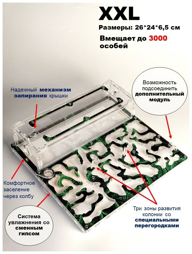 Большая муравьиная ферма "Мята" XXL Люкс 26*24*6.5см - фотография № 2